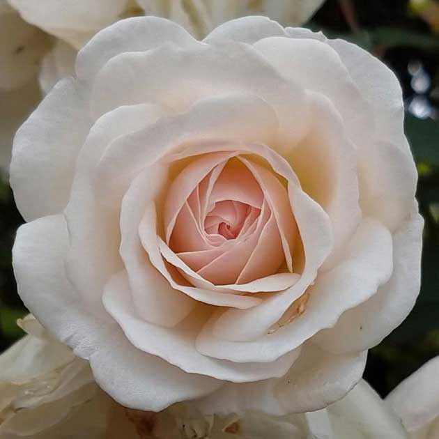 Fotografía Rosa Blanca By Larmaries